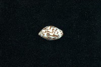 藏品(火燄筆螺)的圖片